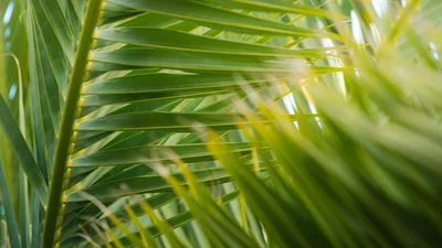 Mounts Botanical Garden